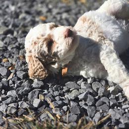 Merle Haggard - Parti male Poodle puppy in Ten Mile, Tennessee from Bella's Beauties Moyen Poodles