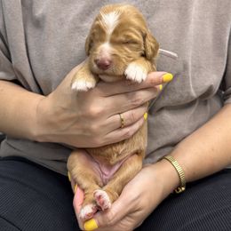 Nibble - Apricot female Goldendoodle puppy in Garland, Texas from Twilight Doodles