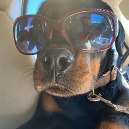 Rottweiler Puppies from Von Haus of Pearl