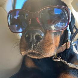 Rottweiler Puppies from Von Haus of Pearl
