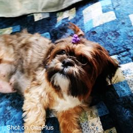 Lilli - Shih Tzu