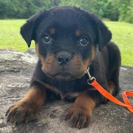 Orange collar - Black and mahogany male Rottweiler puppy in Industry, Illinois from KDKs Kennels