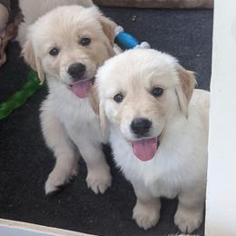 Golden Retriever Puppies from Sandy's Golden Pups