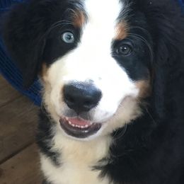Bernese Mountain Dog Puppies from D’S Bernese Mountain Dogs