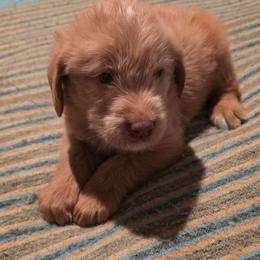 Golden long straight hair - Apricot male Goldendoodle puppy in San Antonio, Texas from Sagebrush Labradors and Doodles