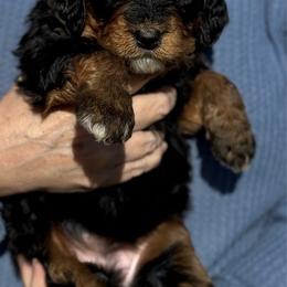 Betty - Tri-color female Bernedoodle puppy in Wilkesboro, North Carolina from Bernedoodle Love Puppies