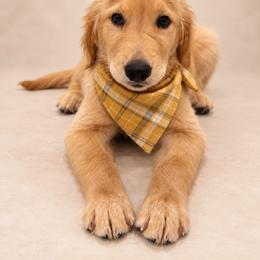 Phoenix - Light golden male Golden Retriever puppy in Chicago, Illinois from Urbane Retrievers