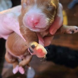 Cavapoo puppies from Kingdom Bound By Design