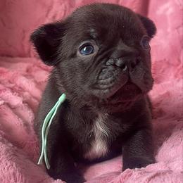 Machiatto - Black and white male French Bulldog puppy in Galt, California from The three little frenchies