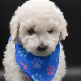 Charles (AKC) - White male Poodle puppy in Rainbow City, Alabama from Misioh Poodles
