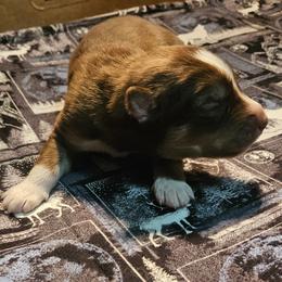 Arthur - Red and white male Siberian Husky puppy in Louisville, Kentucky from Wild Hunt Huskies