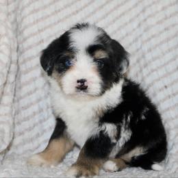 Dasher -MERLE - Blue merle male Bernedoodle puppy in Apple Creek, Ohio from Arlene Hershberger