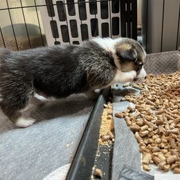 Pembroke Welsh Corgi Puppies from The Corgi Nest