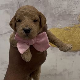 Cobbler - Red  female Goldendoodle puppy in Richmond, Texas from Harper’s Heartbeats