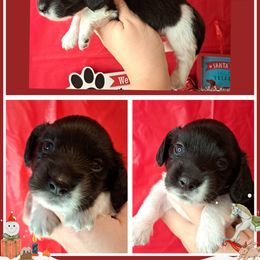 Tucker - Piebald male Dachshund puppy in Winter Haven, Florida from Gateway 2 Little Paws