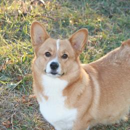 Foxy - Pembroke Welsh Corgi