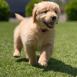 Rose ( light Pink collar ) - Golden female Golden Retriever puppy in Oregon from A Goldens First Love