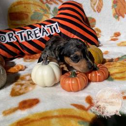 Dachshund Puppies from CSW Dachshunds