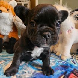 Tank - Black and white male French Bulldog puppy in Bend, Oregon from High Lakes Frenchies