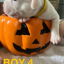 Staffordshire Bull Terrier Puppies from 1LoveStaffies-Hawaii