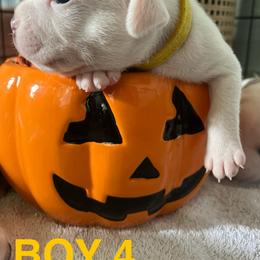 Staffordshire Bull Terrier Puppies from 1LoveStaffies-Hawaii