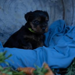 Rugar - Black and tan male Yorkshire Terrier puppy in Bruceville, Indiana from Baby Girl’s Yorkies, Shih-Tzu, Shorkies