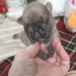 Warren - Blue male French Bulldog puppy in Peru, Indiana from Angie's Little Bostons And Frenchies