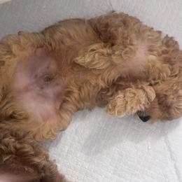Poodle Puppies from Sealy Toy Poodles