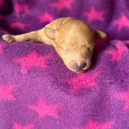 Girl 3 - Red  female Poodle puppy in Charlotte, North Carolina from Toy Poodle and Maltese Perfection