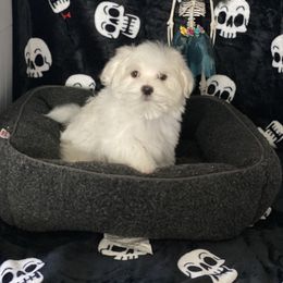 Biewer Terrier, Maltese, Maltipoo, and Poodle Puppies from Maltipoo Tiny Pups