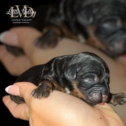 Oakley - Brown white and tan female Cockapoo puppy in 77304, Texas from Little Valley Puppies