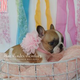 Jo Wilson - Fawn and white female French Bulldog puppy in Loxahatchee, Florida from Blue Wonder Frenchies