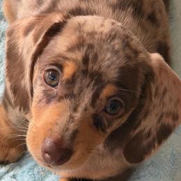Lillypad - Dapple female Dachshund puppy in Rancho Cucamonga, California from Empire's Dachshunds