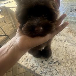 Bear - Chocolate, tan and white male Yorkshire Terrier puppy in Patterson, California from Luxe Yorkies of Central Valley