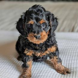 Boy 4 - Tri-color male Labradoodle puppy in Lebanon, Pennsylvania from Copper Mini Labradoodles