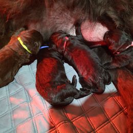 Brown Male - Brown Newfoundland puppy in Caribou, Maine from Starfire Newfoundlands