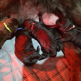 Brown Male - Brown Newfoundland puppy in Caribou, Maine from Starfire Newfoundlands