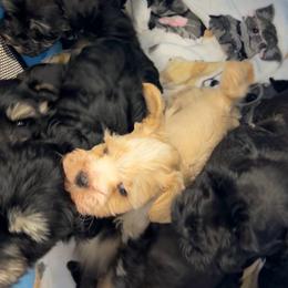 Gunther the teacup - White male Miniature Schnauzer puppy in Miami, Florida from Chiquiticos Shnauzers