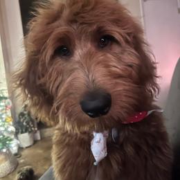 Goldendoodle All Grown Up from Goldendoodle AZ