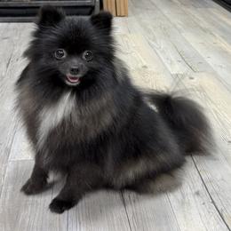 Zara Night 5.1 pounds - Black female Pomeranian puppy in Naples, Florida from 🤎 Dreaming Puppies 🐶