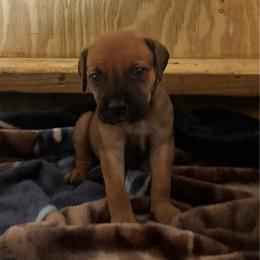 Girl 6 - Red female Cane Corso puppy in Sienna, Texas from Robinson Elite Corsos