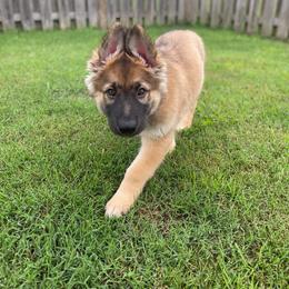 German Shepherd Puppies from Scenic City Shepherds