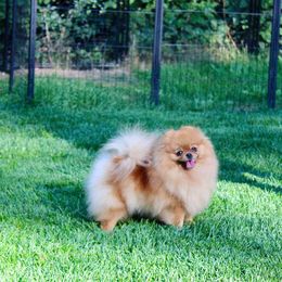 Athena - Pomeranian