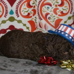 Poodle Puppies from RK'S Pets