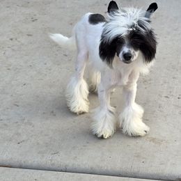 Jax - White and black male Chinese Crested puppy in Utah from Mlee puppies
