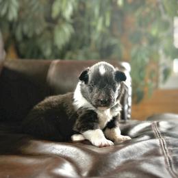 Shetland Sheepdog Puppies from Lexy's Shetland Sheepdogs