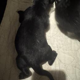 Puppy girl 1 - Black female Newfoundland puppy in St Cloud, Minnesota from BurningEmbers