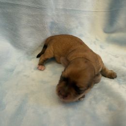 Olivier - Gold sable male Havana Silk Dog puppy in Marlboro, Vermont from Maplewood Silks