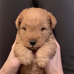 Lakeland Terrier Puppies from Well-Red Lakeland Terriers