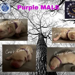Labrador Retriever Puppies from Cris's Kennel's